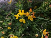 Bird’s-foot trefoil (Lotus Corniculatus): Click to enlarge